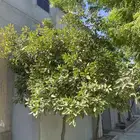 أشجار برتقال مثمرة