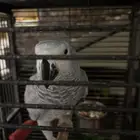 كاسكو للبيع