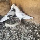 زوج قطايف توب