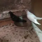 صنعاني اصيل شيبه حجم صغير وصوت ناعم