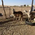 سواكن مرابي