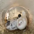 زغليل حمام فرنسي