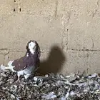 حمام بلجيكي طيب سليم من الأمراض جوزين متولف