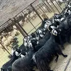 معزا عوارض دفيع وضريع