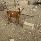 ماعز