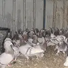 حمام فرنسي سلفر سوبر جانبو