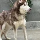 أنثى هاسكي مستوا و منتجه للبيع