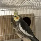 زوج كروان بكستاني منتج