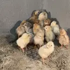 صيصان لوهمان بروان الماني