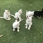 قطط للتبني