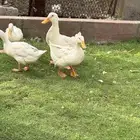 4 بطات.