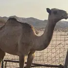 بكره