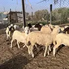 رخال رفيدي من 650