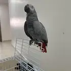 كاسكو اليف