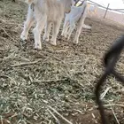 قزمي مواليد تشيكي وقصيره وجميله
