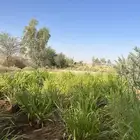 مزرعة للإيجار