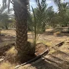 فراخة خضري خلاص برحي سكري نبتة سلمى شمشولة