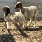 النعيريه