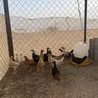 فروخ دجاج بلدي
