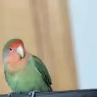 روز