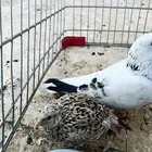 حمامه بكستانية و سمان للبيع النوع أنثى الاثنين