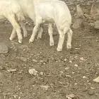 تم البيع
