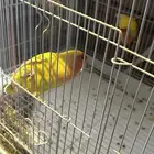 للبيع جوز روز