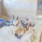 ديكه بلديه
