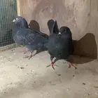 جوزين قطايف منتجات كل جوز معه فرخين ل البيع