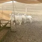 ذبايح ثلاجه