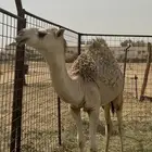 حشوان للبيع