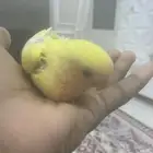 روز فرخ عيون حمرا