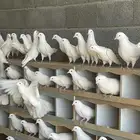 حمام فرنسي امهات