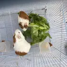 جوز ارانب وبري للبيع