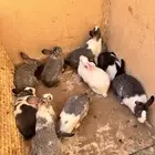 ارانب تربية وانتاج(وادي الدواسر)