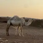 خلفه وضحى تحتها عمرها فوق ثمان شهور