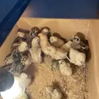 صوص قطني ( سلكي )