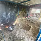 صيصان بلدي العدد 12