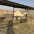 حوار 4 شهور