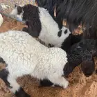 للبيع رخلين دواغير نعيم طيبه ولله الحمد