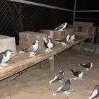 حمام شيرازي اللاهوري