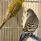 جوز طير حب بادجي