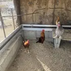 دجاج بلدي وبراهما للبيع
