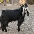 فحل عارضي صنف حار