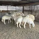 غنم حريات