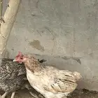 دجاجتين بيضات شرط وميعاني من اي أمراض