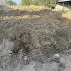 سماد بقر