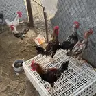دياكه للبيع