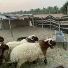 خرفان نعيم فاخرة للبيع