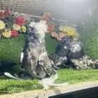 للبيع مجموعة بخاره قريزل